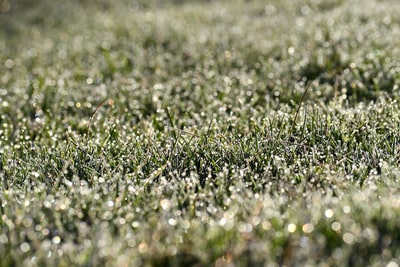 The grass during the day

